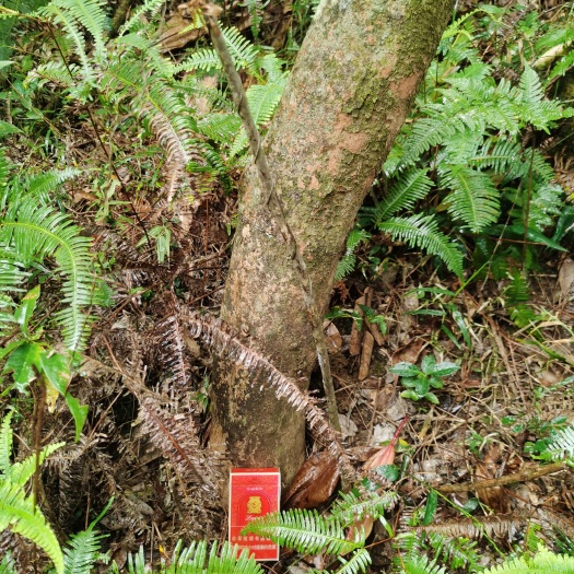 新兴县油茶树苗 
茶籽油树