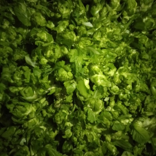 简阳市晚熟儿菜大量上市