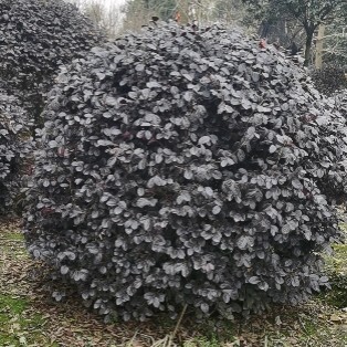 成都黑珍珠红继木 1.5米黑珍珠红花继木球