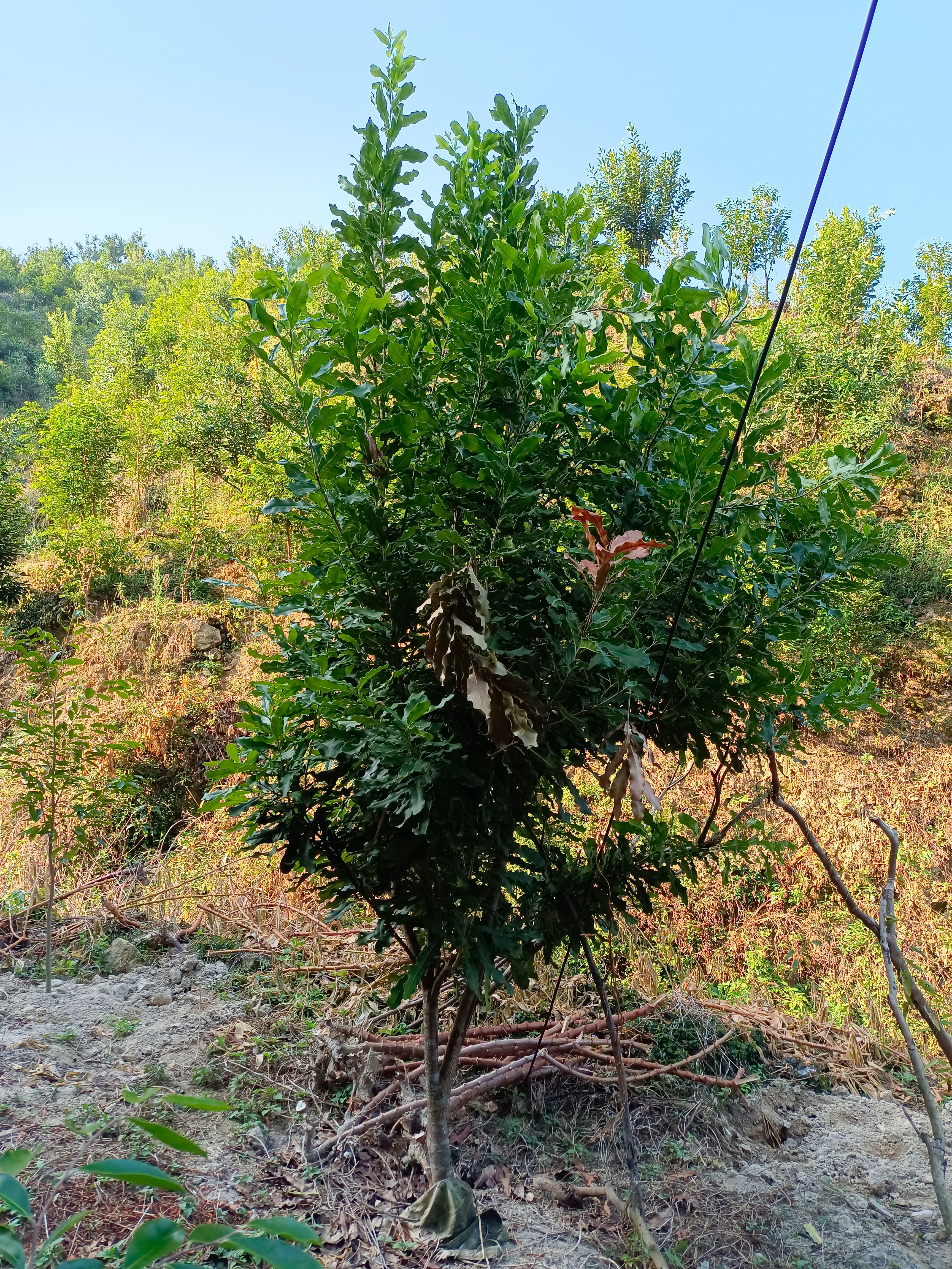 夏威夷果苗 澳洲坚果(夏威夷果)