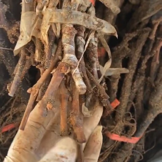 兴城市阳光玫瑰葡萄苗 阳光玫瑰嫁接苗3309根系二牙苗木