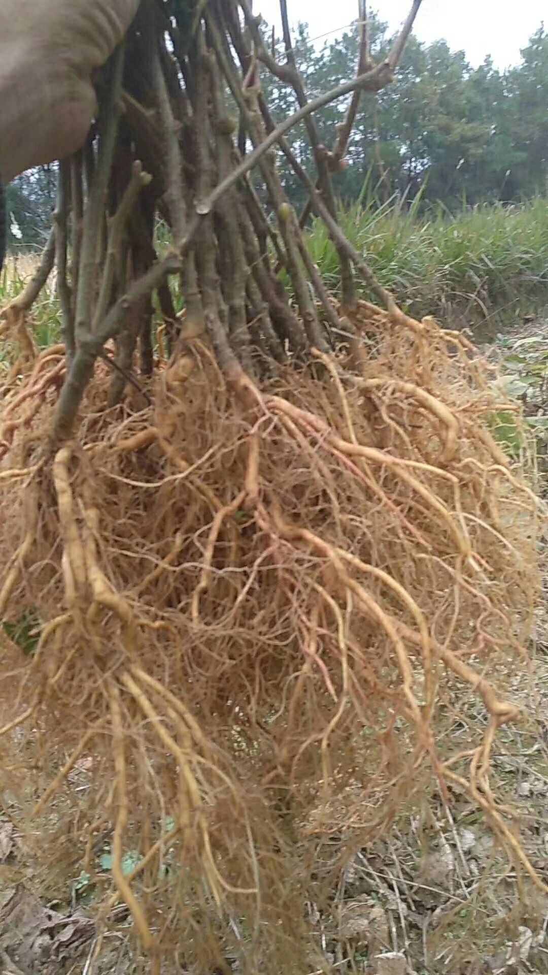 红阳猕猴桃苗  猕猴桃苗  高山野生猕猴桃籽播苗，