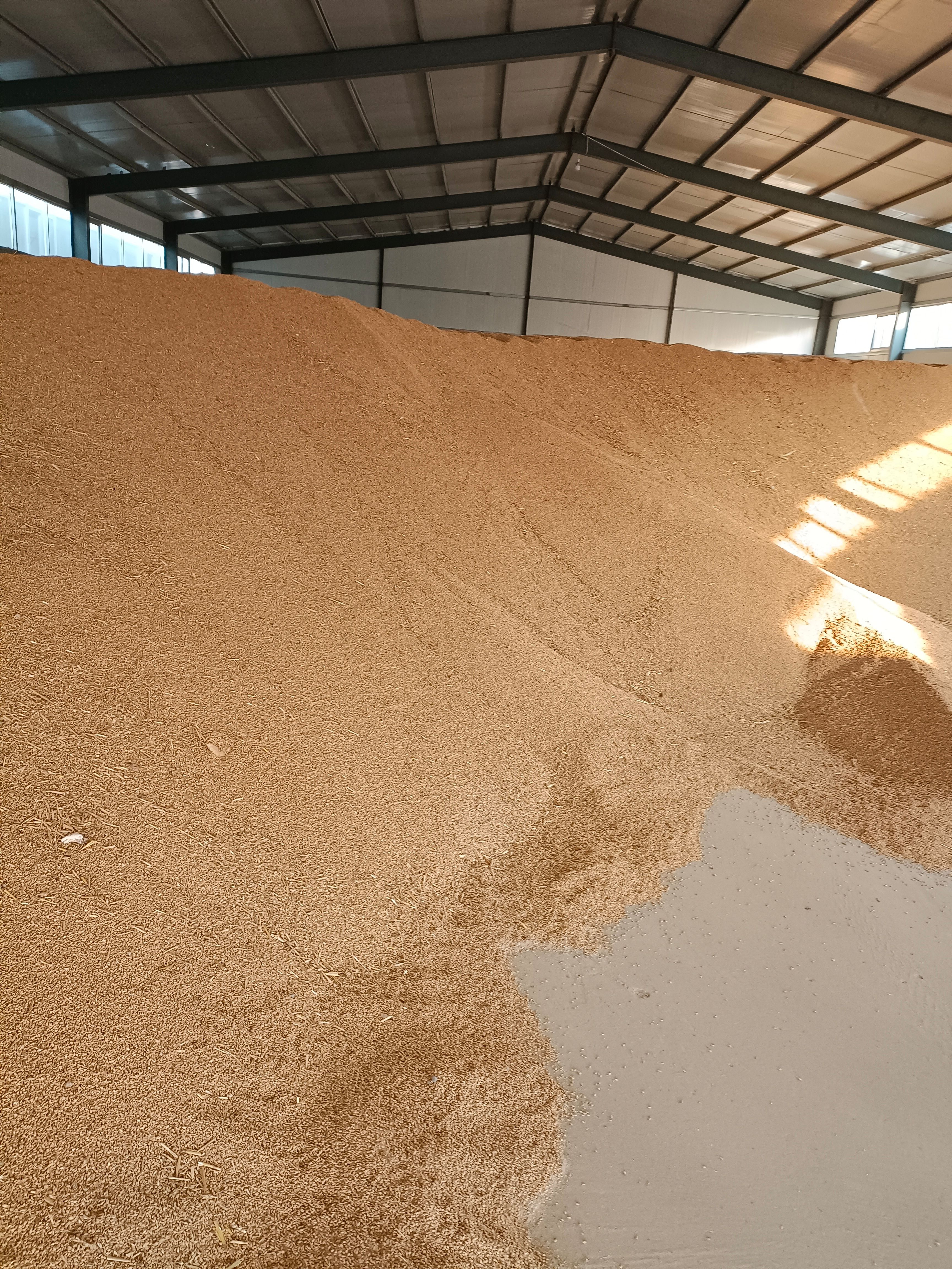 梁山县2022年新小麦，制做酒曲原料小麦