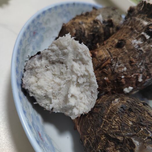 临高县 芋芽子芋母芋