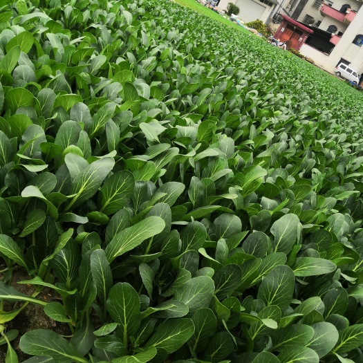广州 本地菜心 油青 菜苔