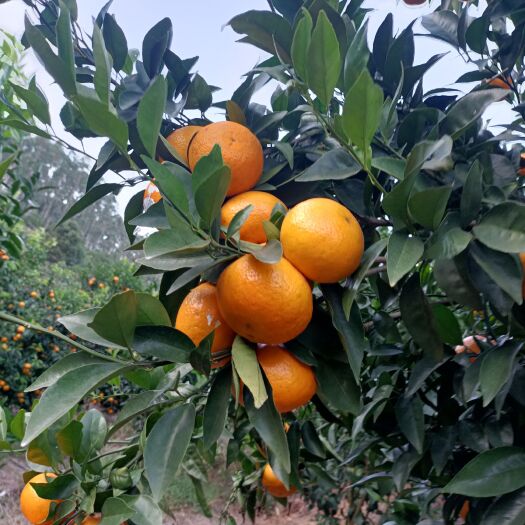 饶平县潮州沃柑
