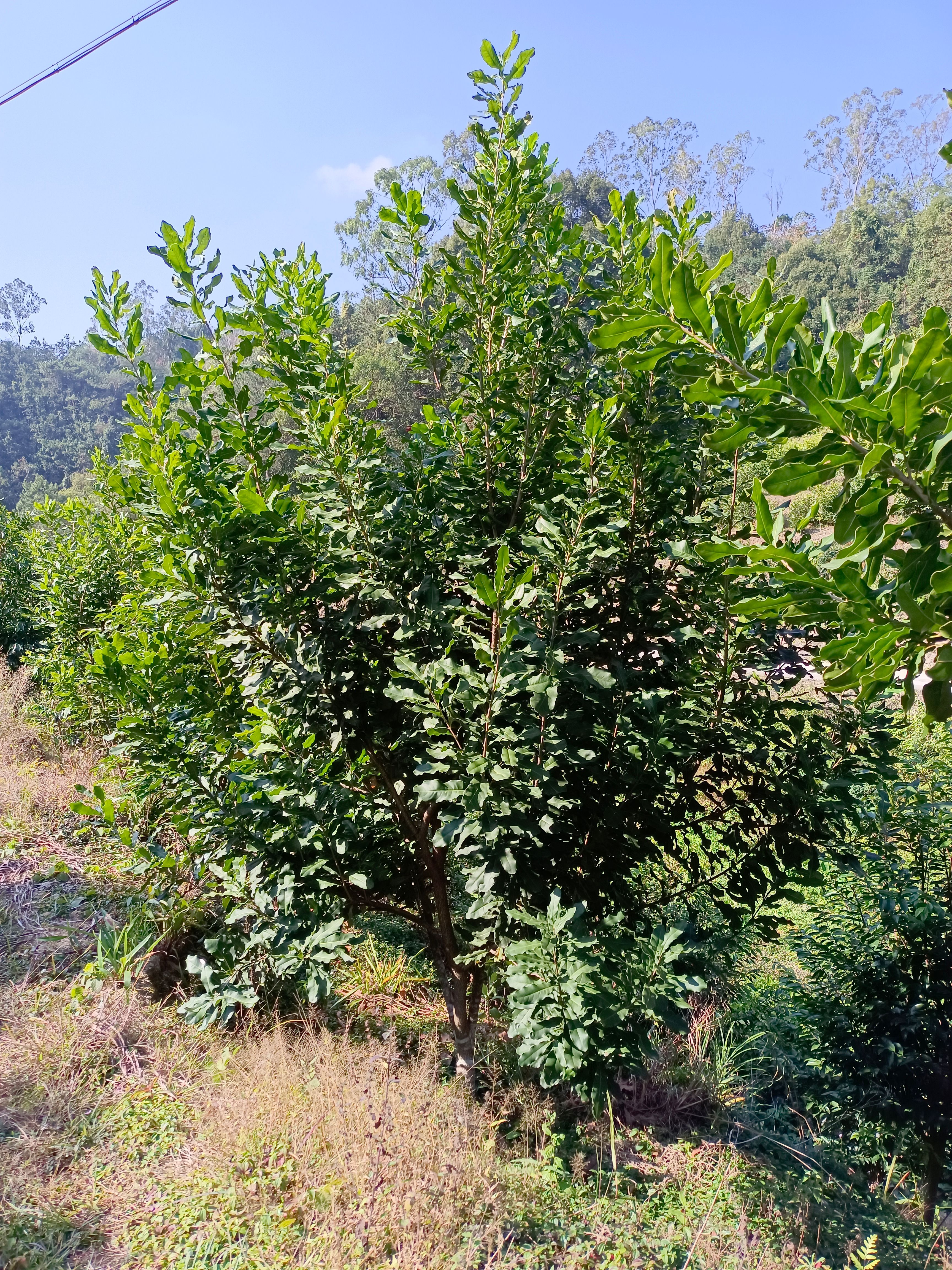 夏威夷果苗 澳洲坚果(夏威夷果)