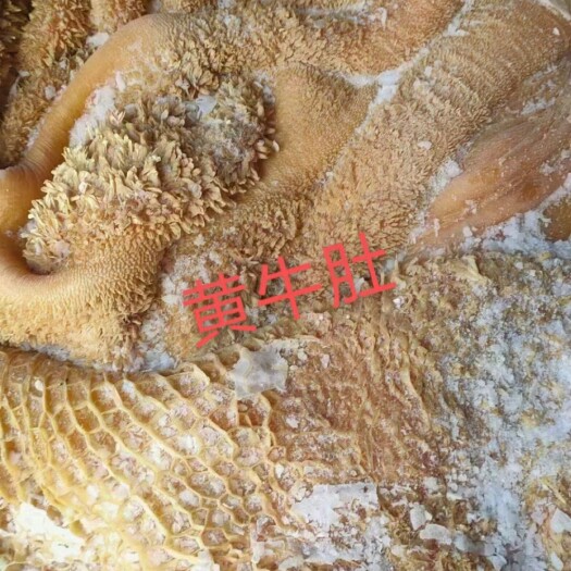 锡林浩特牛肚 内蒙古锡林浩特本地牛毛肚
