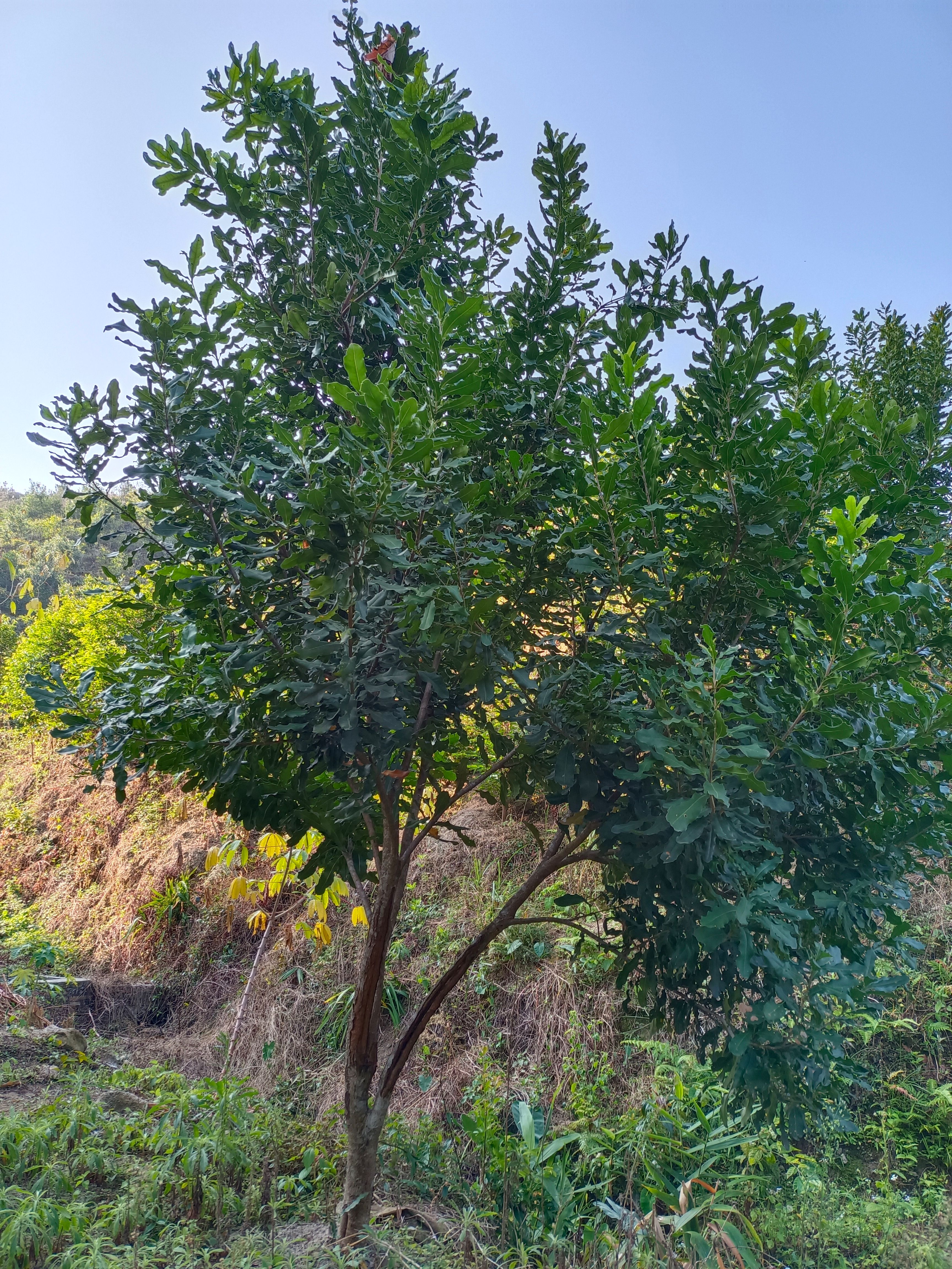 夏威夷果苗 澳洲坚果(夏威夷果)