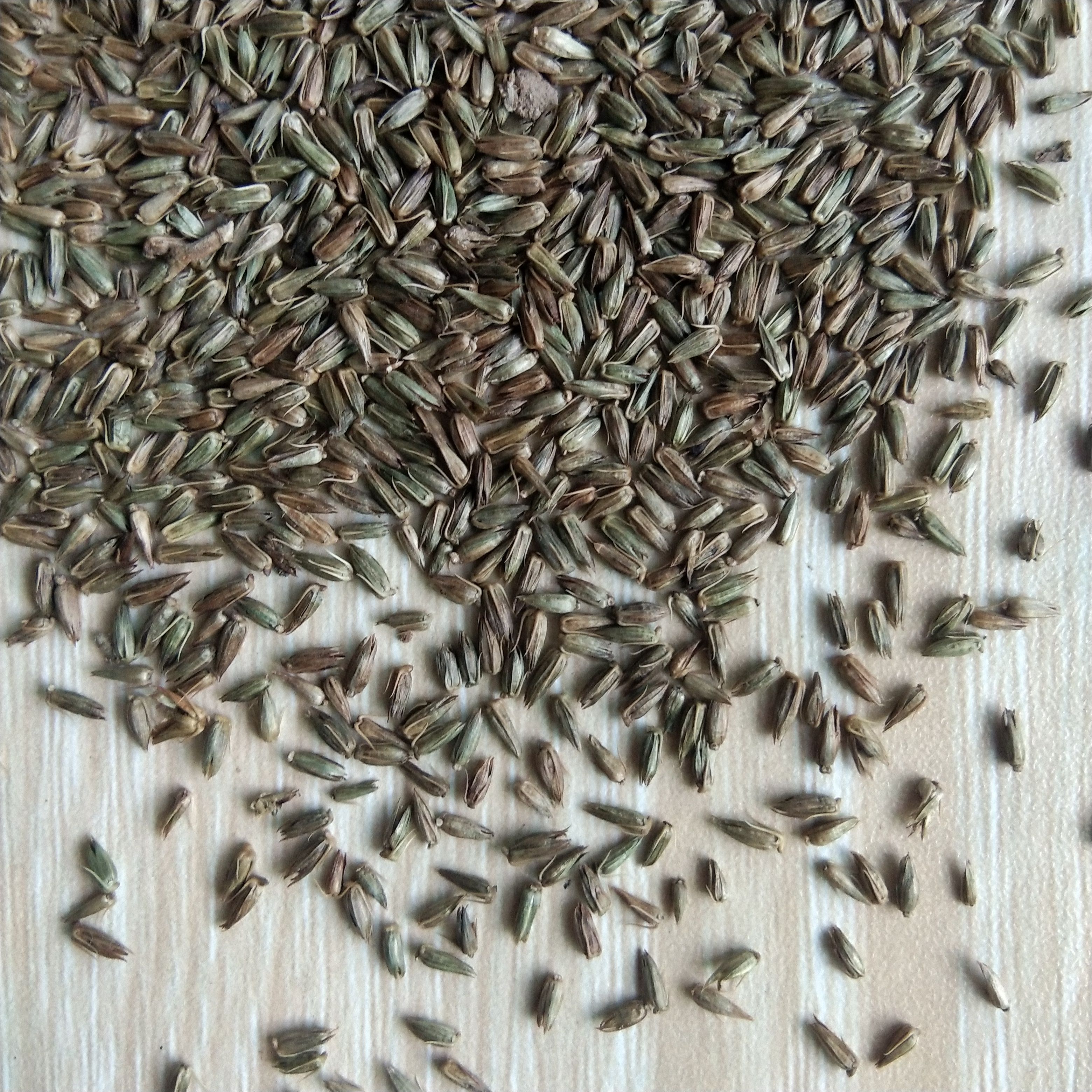 新产牛膝种子 牛膝籽 怀牛膝药材种子 一年生 种植简单论斤卖