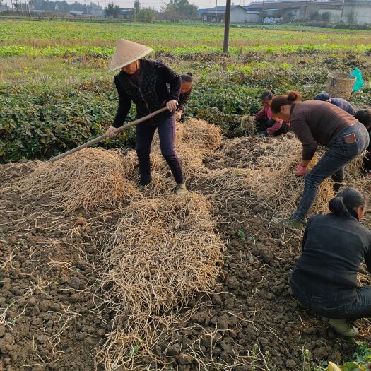 眉山鱼腥草、折耳根产地批发、种植基地直供