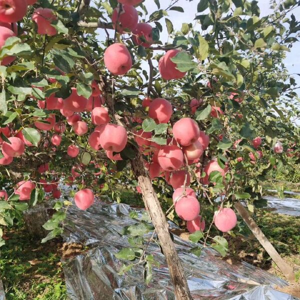 红富士苹果苗  烟富8红富士苹果树苗烟富系列，基地直销。