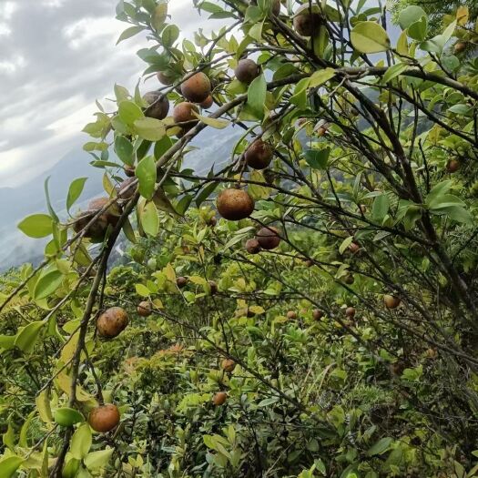 连平县山茶油 自家茶场自榨优质茶油每斤(500克)80元，批发面议！