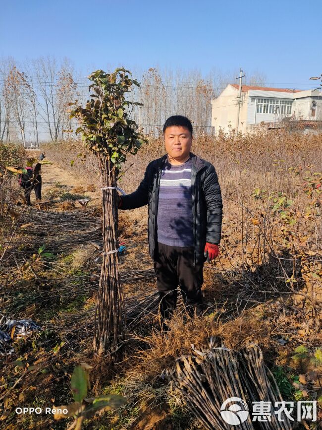 红富士苹果苗  烟富8红富士苹果树苗烟富系列，基地直销。