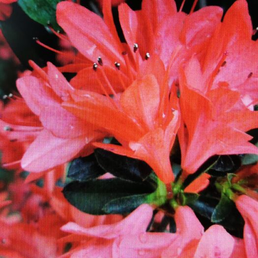 北京 杜鹃火烈鸟