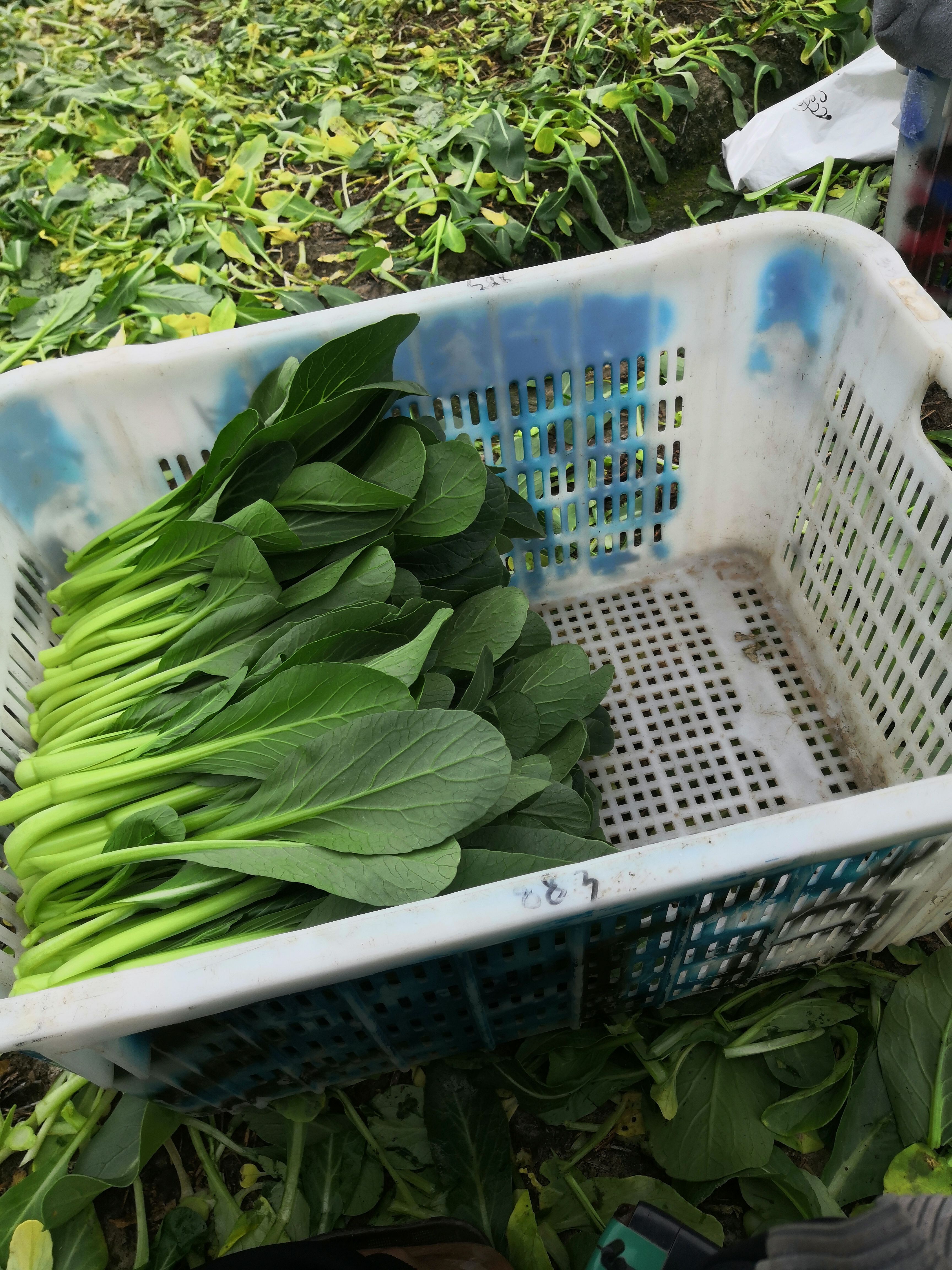  本地菜心 油青 菜苔