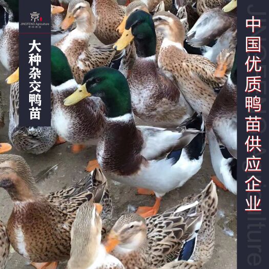 南宁杂交鸭苗  大种麻鸭苗批发 增产品种7-8斤左右 纯种大苗