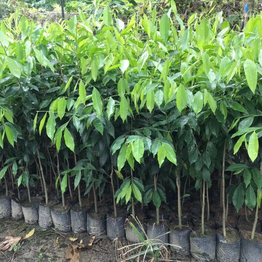 重庆市沉香苗 沉香树苗
