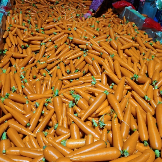 通许县红皮胡萝卜 优质杂交胡萝卜开始洗！
