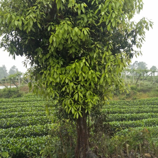 老鹰茶苗 大量出售老鷹茶，扦插茶苗！该品种，耐寒，耐热，适应