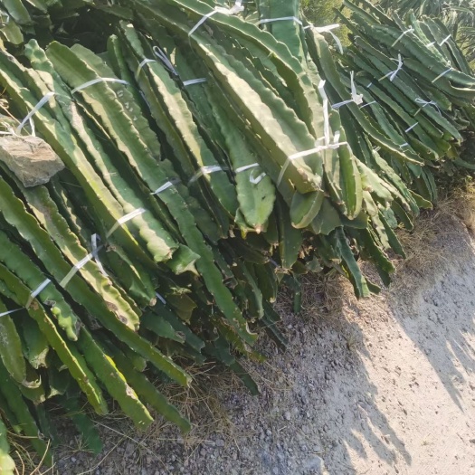 峨眉山市红心火龙果苗 红心火龙果水晶火龙果苗