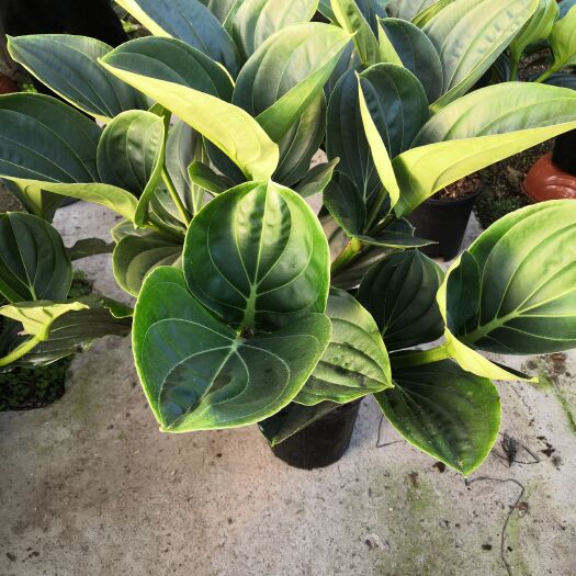 青州市宝莲灯盆栽 荷兰宝莲灯年宵花精品