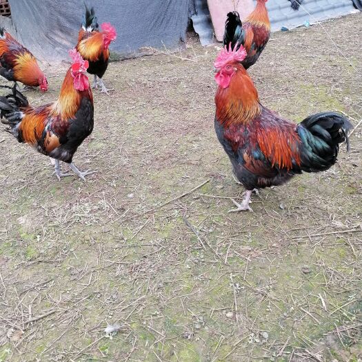 资中县一百八十天以上，散养粮食土鸡