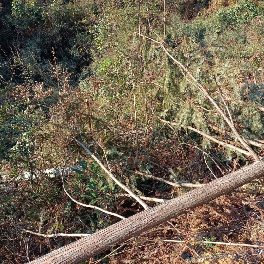 长沙 木材