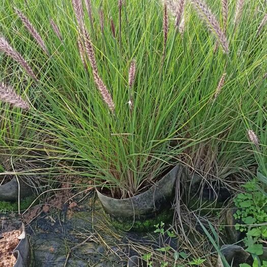 中山市狼尾草 羽绒观赏草