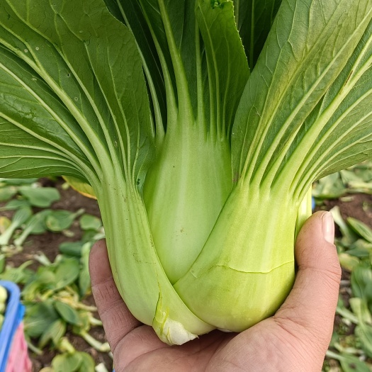 超大上海青