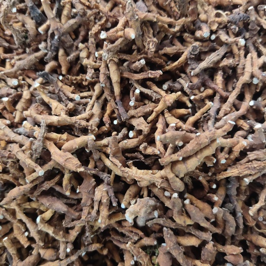 玉林九节菖蒲  中药材批发九节菖蒲    菖蒲   节菖蒲
