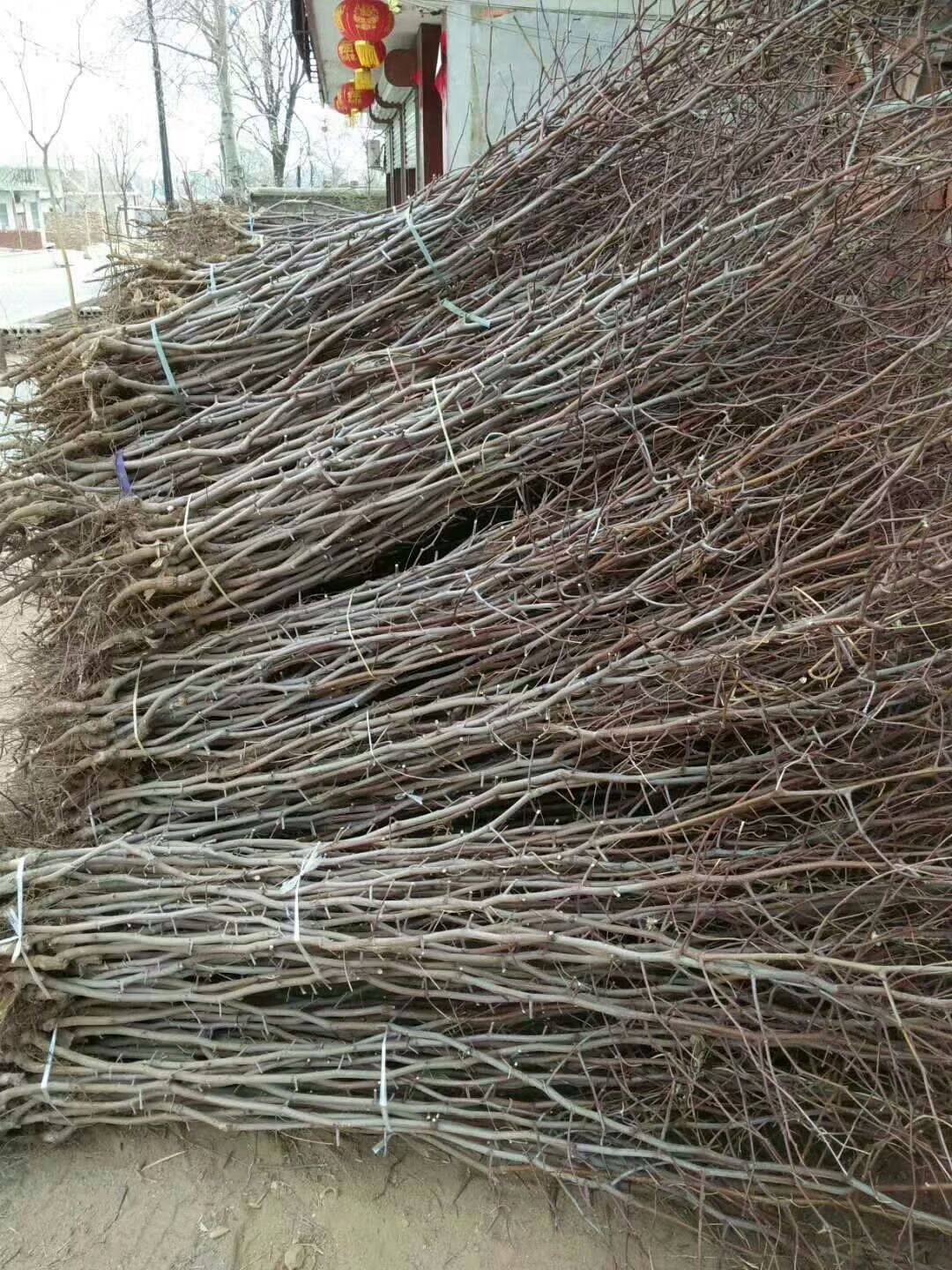 冬枣成品苗，~骏枣苗成品苗，1-2苗酸枣苗！