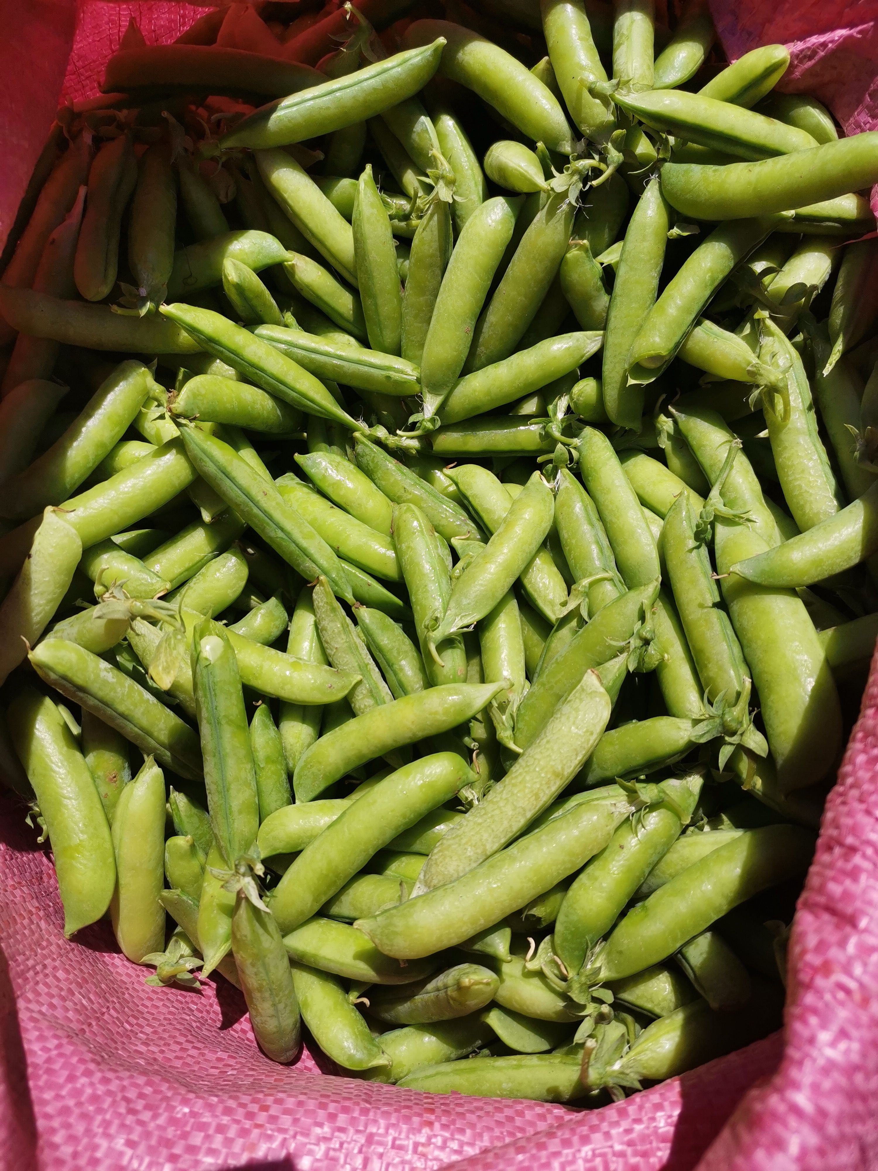 豌豆