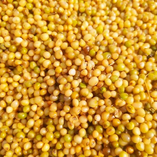成都精品黄精种子 姜形多花不倒苗黄精  鸡头黄精  滇黄精