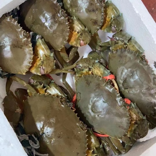 诏安县红膏蟹  一手批发，零售青蟹