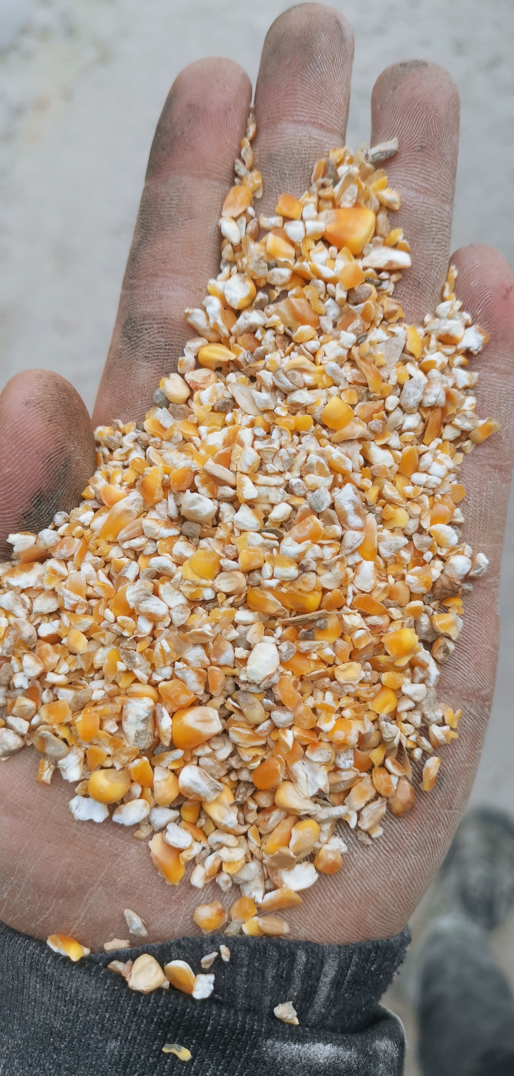 干玉米  大量优质碎玉米养殖户