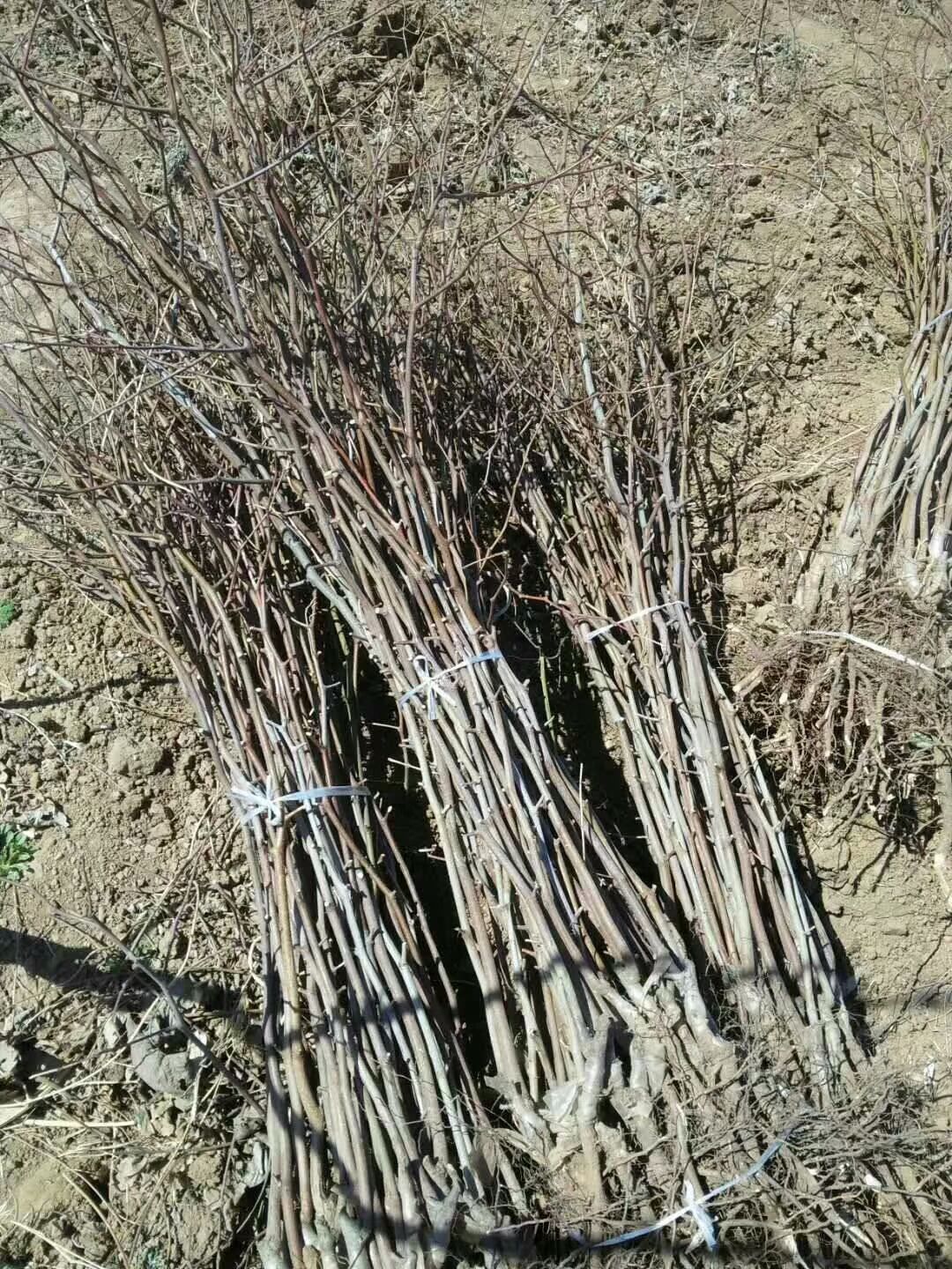 冬枣成品苗，~骏枣苗成品苗，1-2苗酸枣苗！