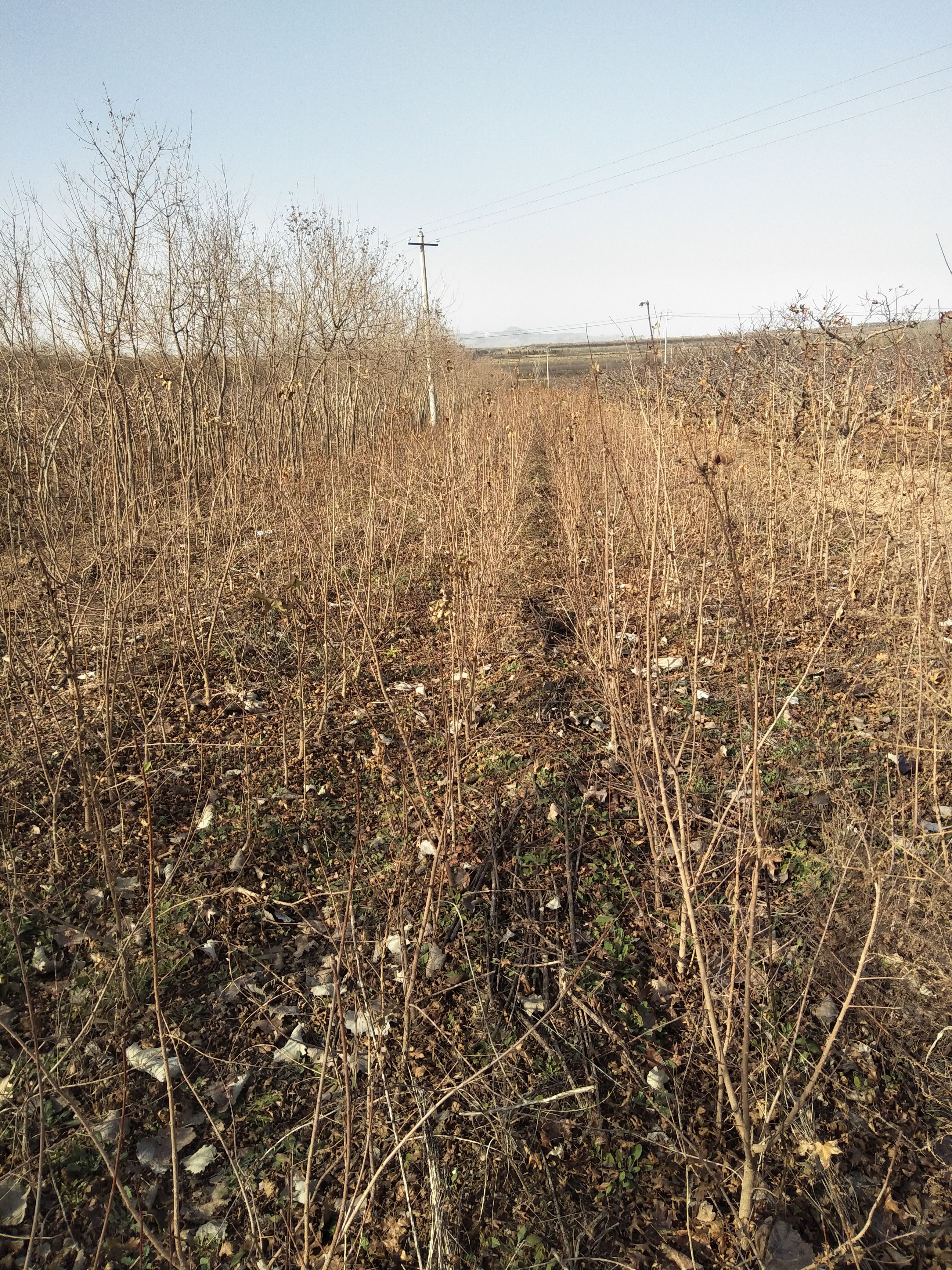 五角枫苗  1-2年五角枫小苗,量大质优！