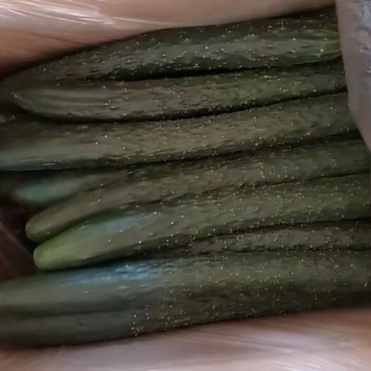 徐闻县刺黄瓜 一手货源，货源充足，通货，电商，微商
