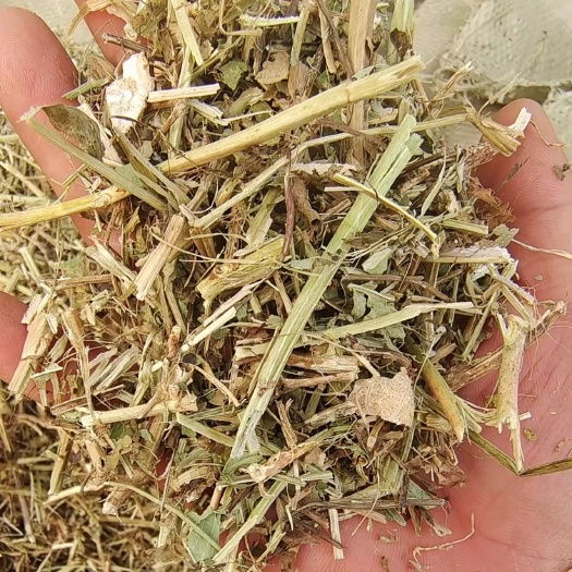 正阳县花生秧 纯绿草