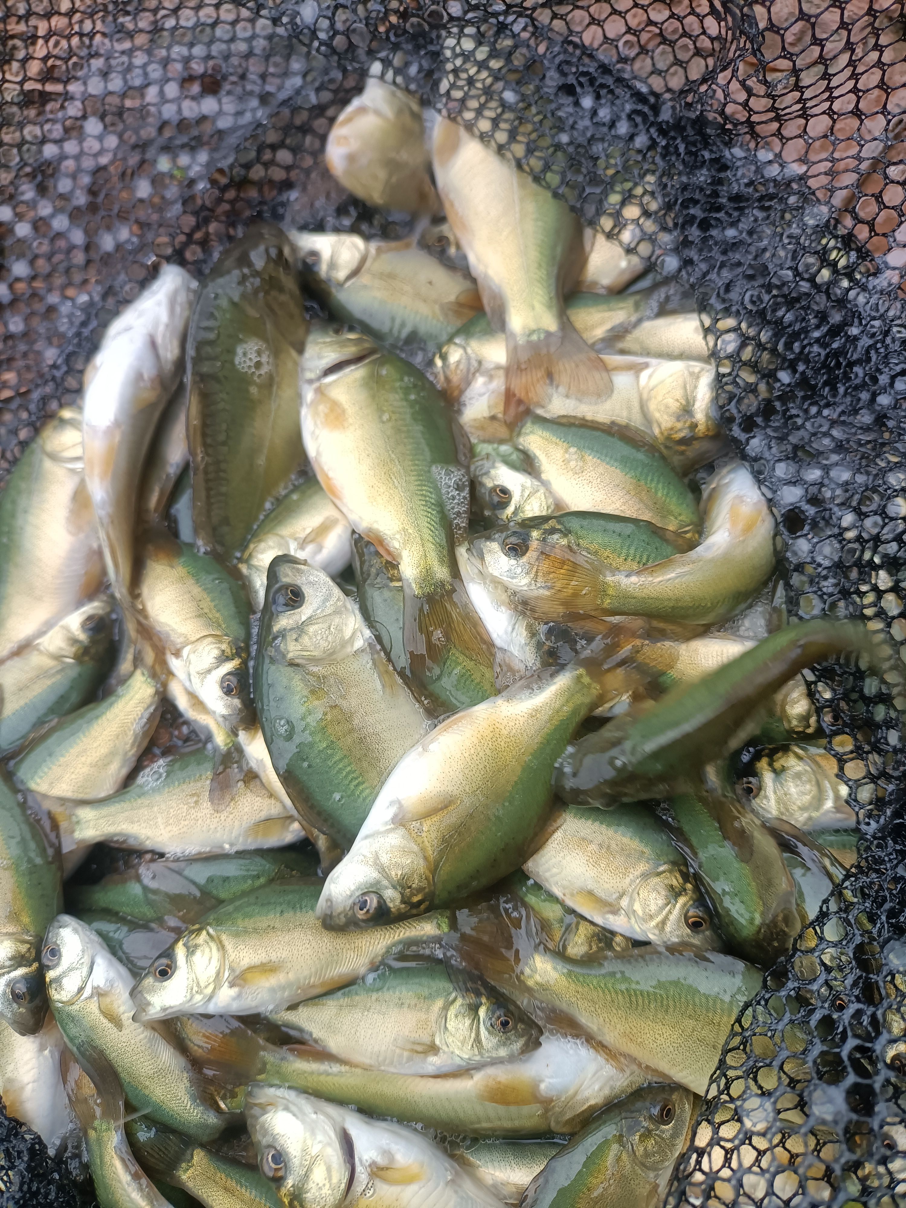 重庆鱼苗基地直供一代裸鲤夏花和规格苗