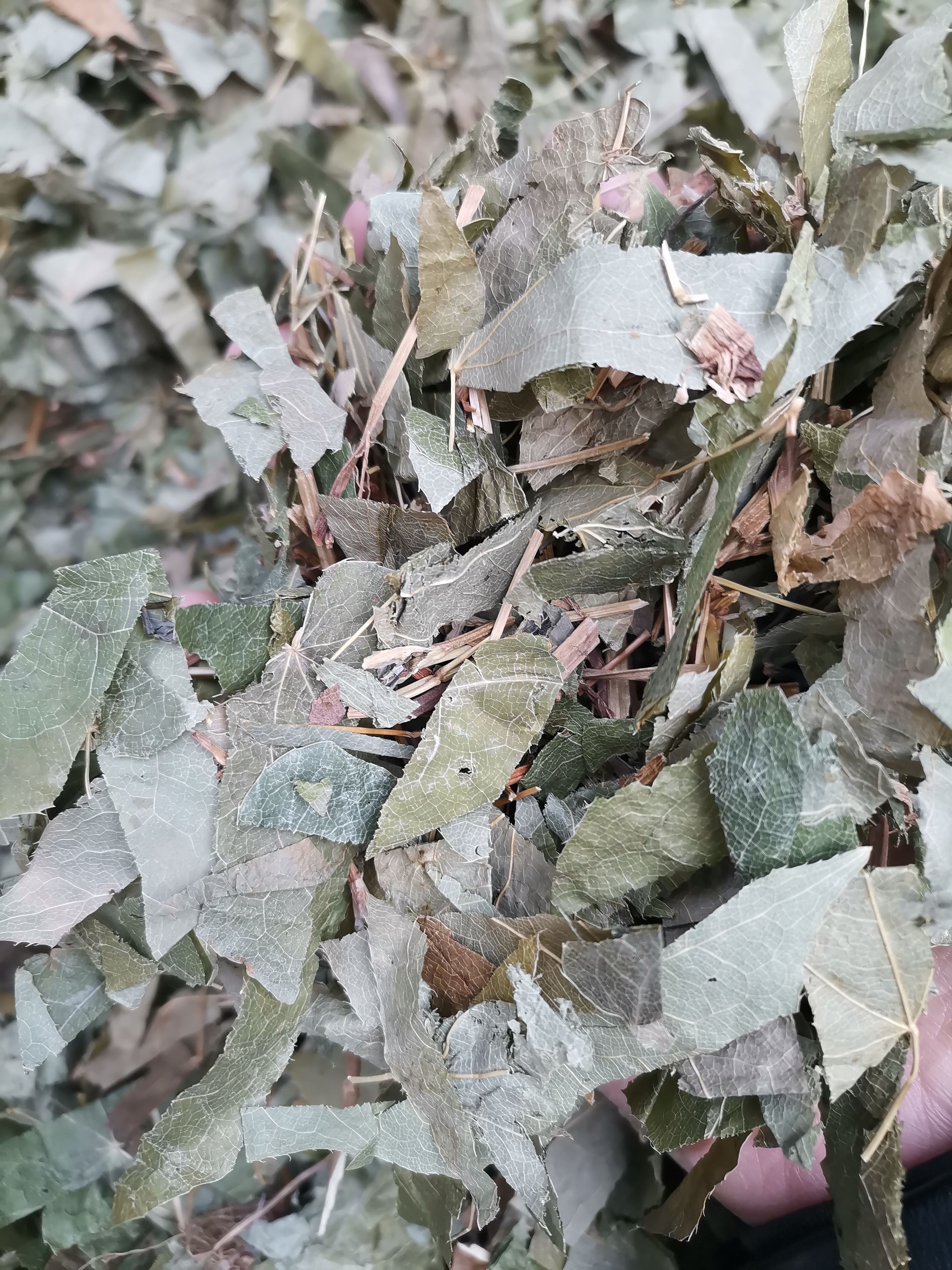 淫羊藿   东北   四川  甘肃  巫山  各种规格