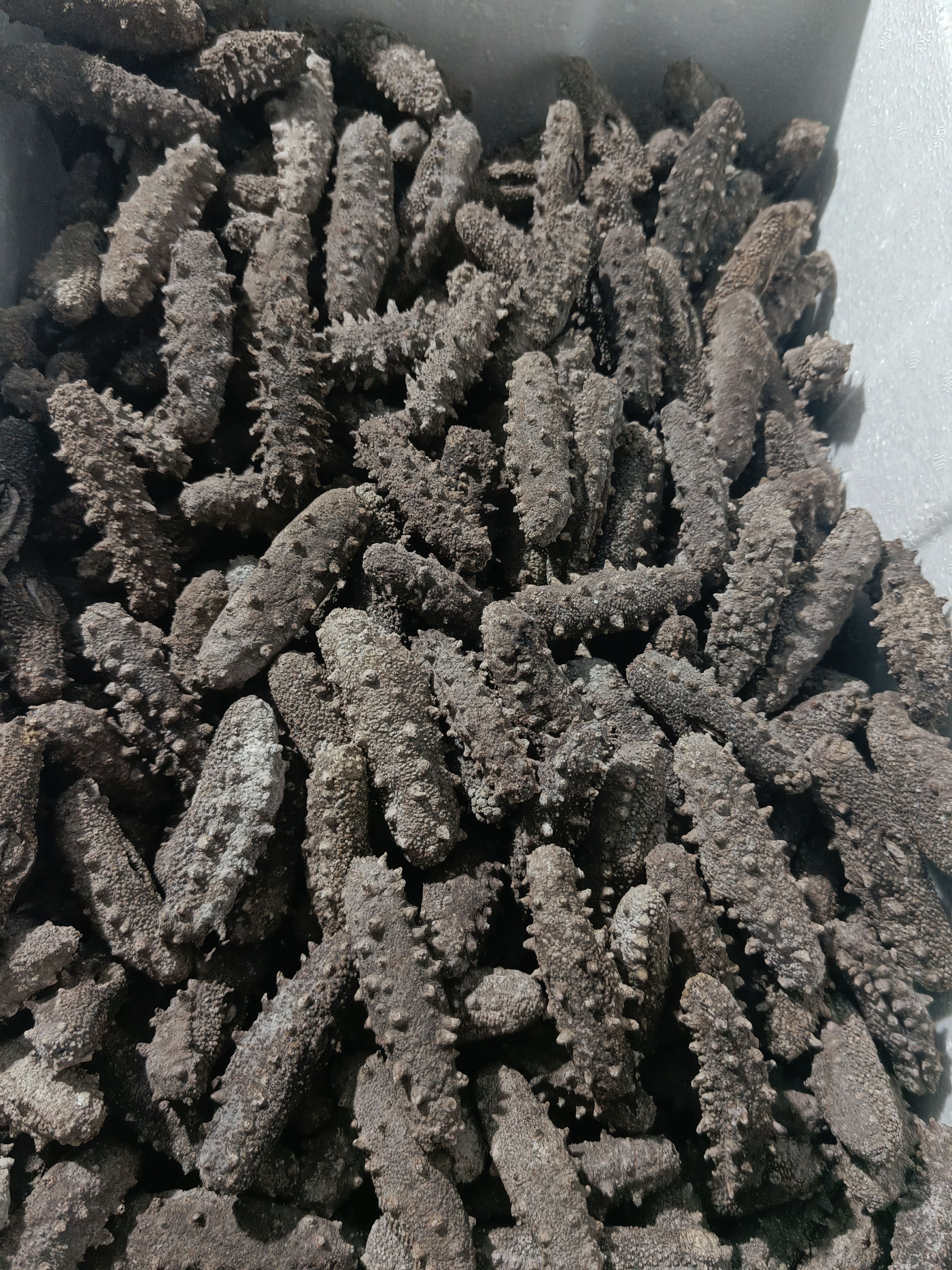 海刺参 水洗老淡干