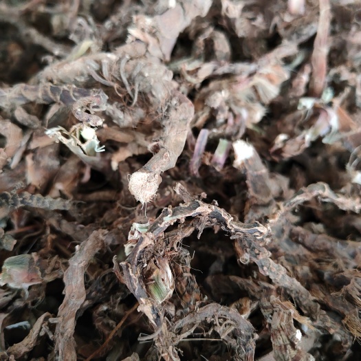 玉林石菖蒲 石桥草水桥头 石昌卜