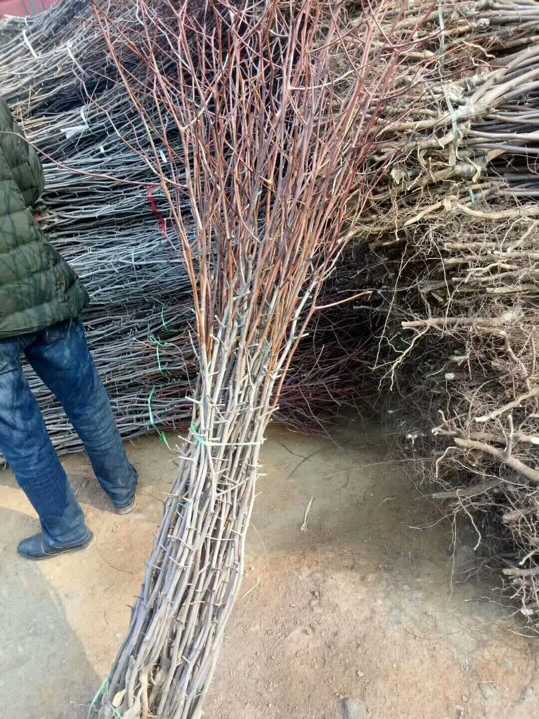 冬枣成品苗，~骏枣苗成品苗，1-2苗酸枣苗！