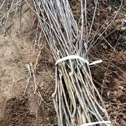 绛县红富士苹果苗 低价处理:各种成品苹果苗，矮化苹果苗，大规格占