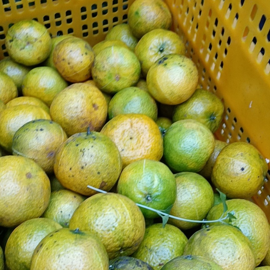 陈皮 广西壮族自治区钦州市浦北县