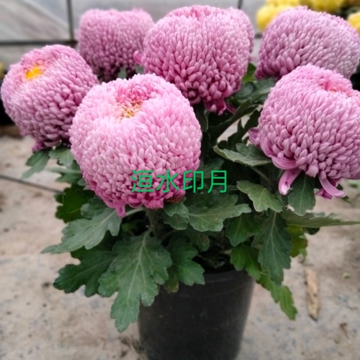 海宁市菊花，菊花苗