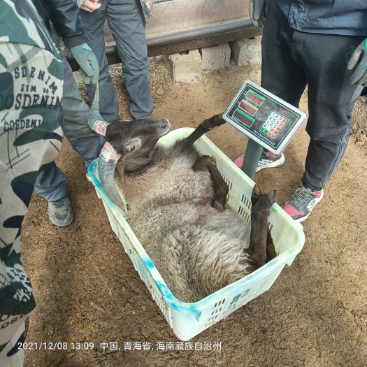 西宁绵羊  青海羊肉活羊出售