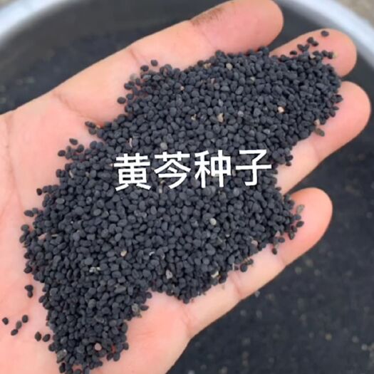 陇西县甘肃黄芩种子
